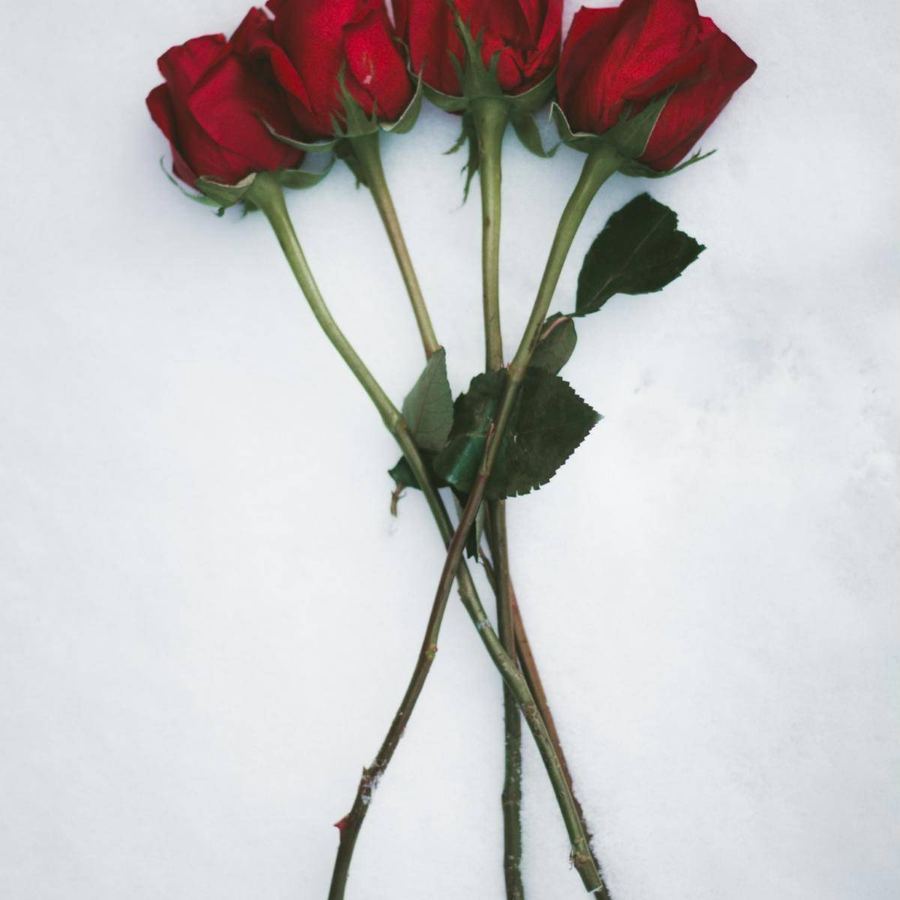 Rosas rojas sin envolver
